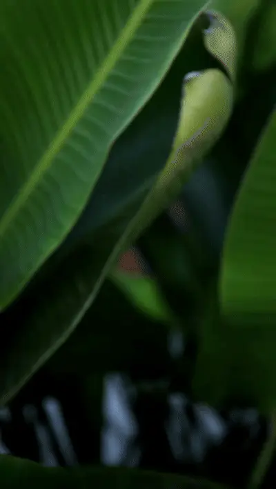 Nachhaltigkeit im Fokus Animiertes Blatt als Symbol für Nachhaltigkeit und Umweltbewusstsein